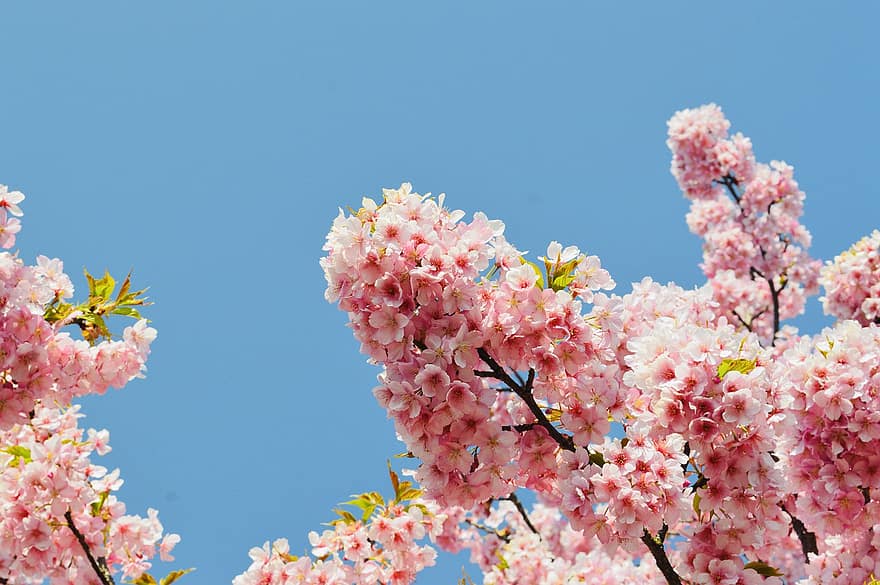 Sakura, Blumen, Kirschblüten, rosa Blütenblätter, Blütenblätter, blühen, Flora, Frühlingsblumen, Blume, Frühling, pinke Farbe