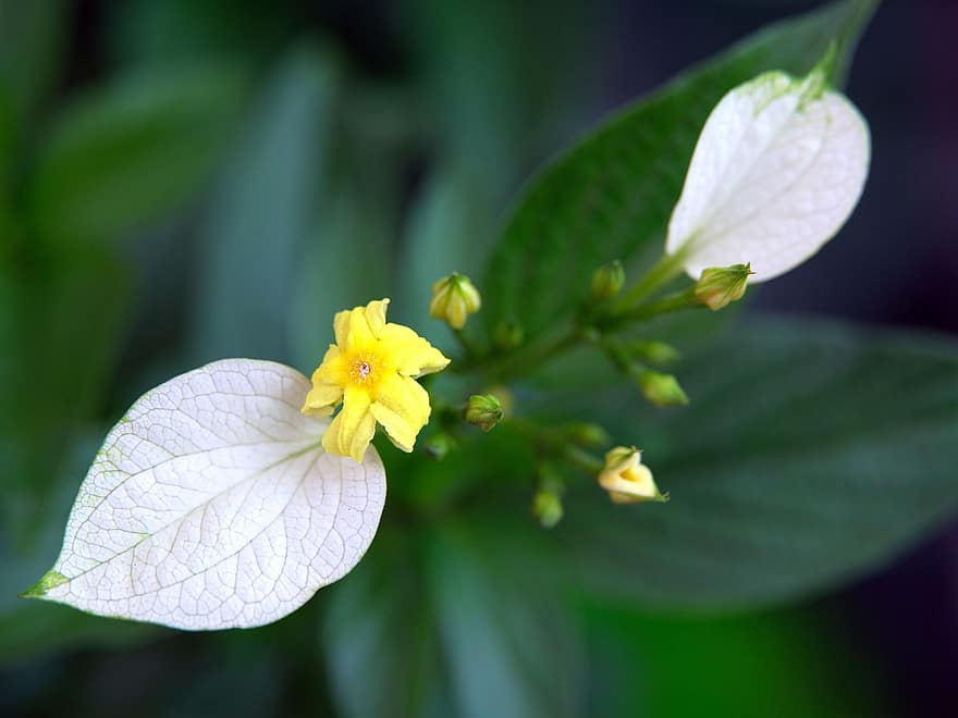 mussaenda, blomst, anlegg, Mussaenda Sanderiana, gul blomst, hvite blader, knopper, natur