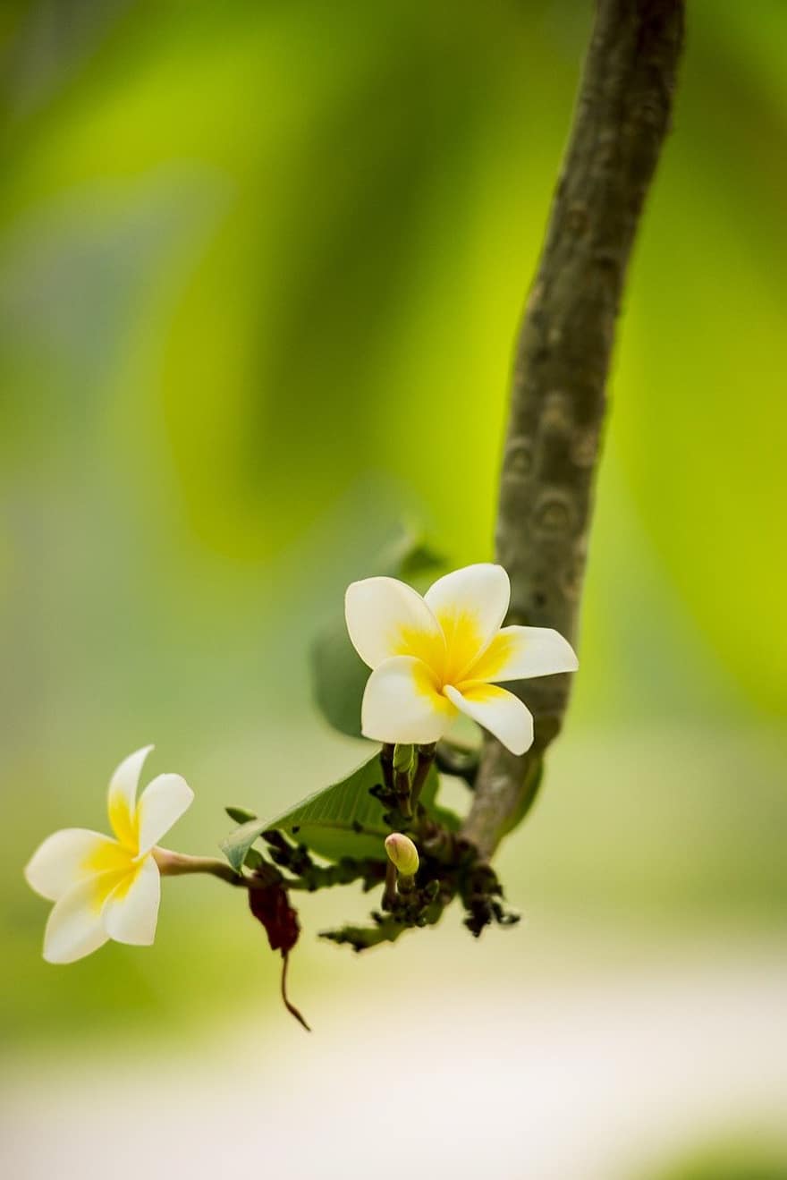 frangipani, las flores, planta, Flores blancas, floración, naturaleza, flor, de cerca, pétalo, verano, cabeza de flor