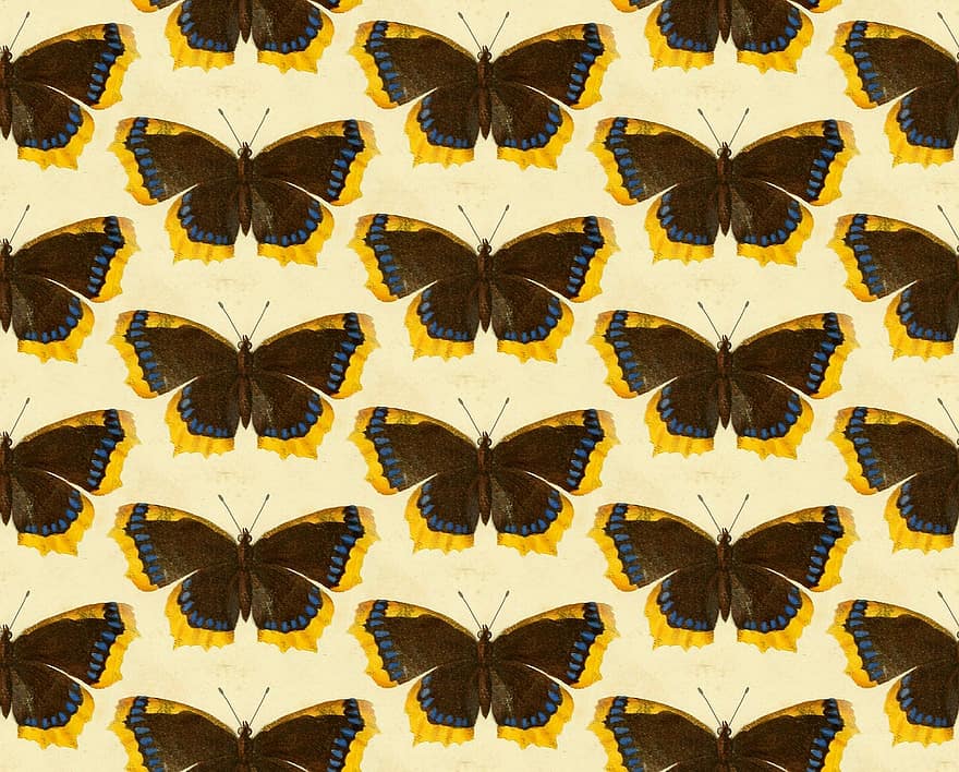 sommerfugl, sommerfugler, insekter, dyr, vinger, vill, dyreliv, Gule dyr, gul sommerfugl