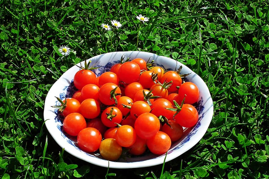 pomidorai, ekologiškas, derlius, sveikas