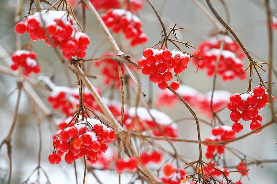 Baya Roja, ramas, nieve, arbusto, planta