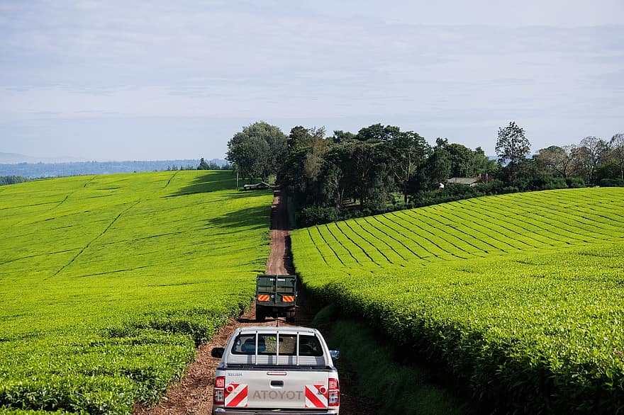 चाय उगाना, केन्या, खेती, कृषि, प्रकृति, ग्रामीण इलाकों, ग्रामीण