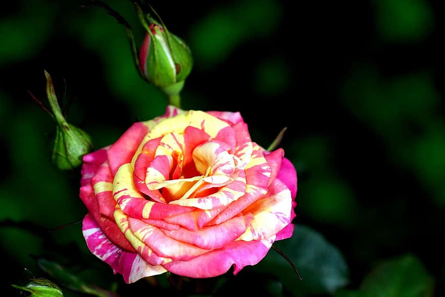 roos, bloem, bloemknoppen, rose bloei, bloemblaadjes, rozenblaadjes, bloeien, bloesem, flora, natuur