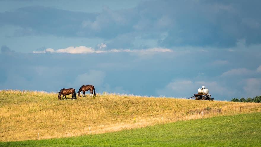pferde, Weide, Wiese, Landschaft, Himmel, Wolken, atmosphärisch, Sommer-, Nachmittag, Natur, allein