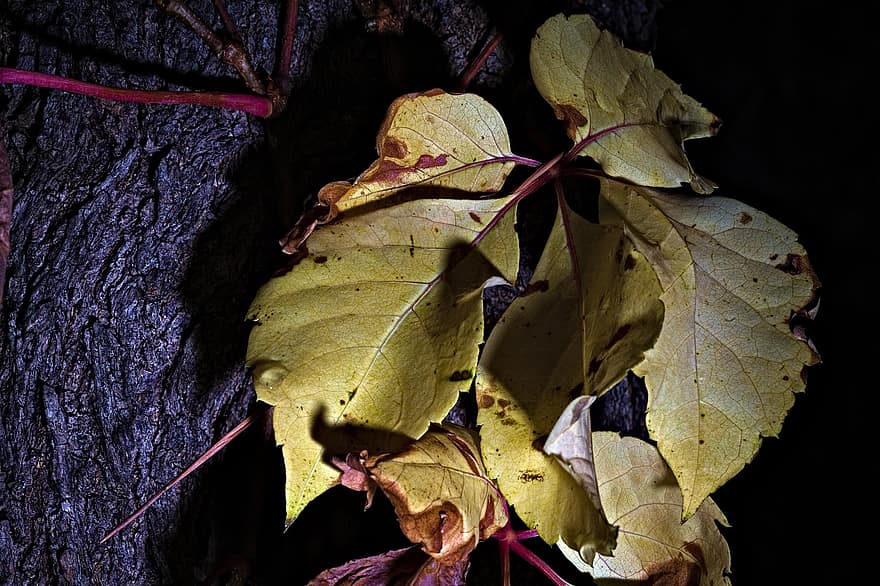 Amerikāņu vīnogulājs, dzeltenas lapas, zaļumi, rudenī, kritums, rudens sezona