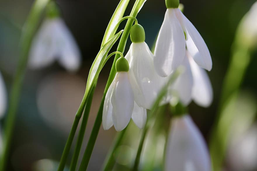 giọt tuyết, galanthus, dấu hiệu của mùa xuân, nở sớm, những bông hoa trắng, cánh hoa, thực vật học, cây, vĩ mô, bông hoa, hoa