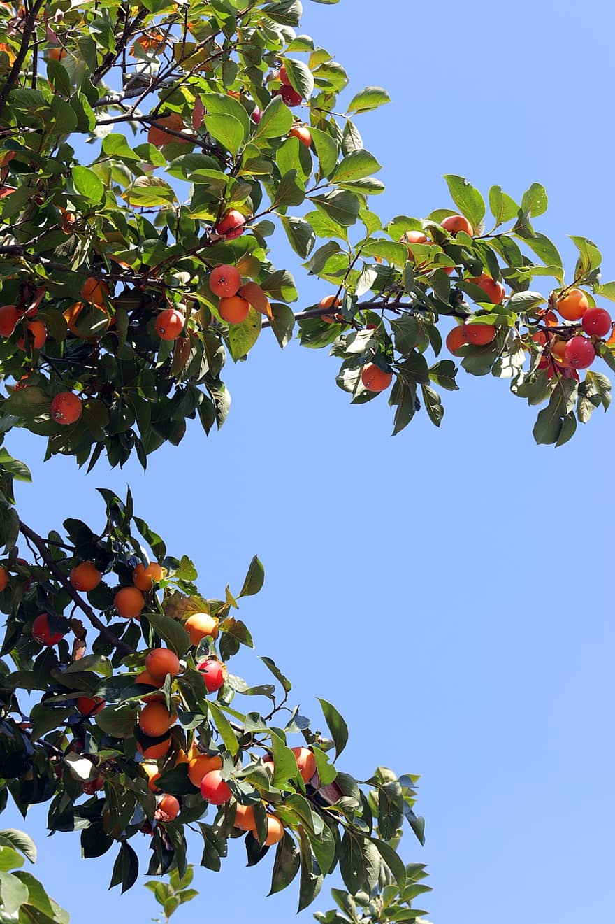 Persimmon, Früchte, Baum, Kakibaum, Geäst, Blätter, Himmel, Blatt, Obst, Sommer-, Frische