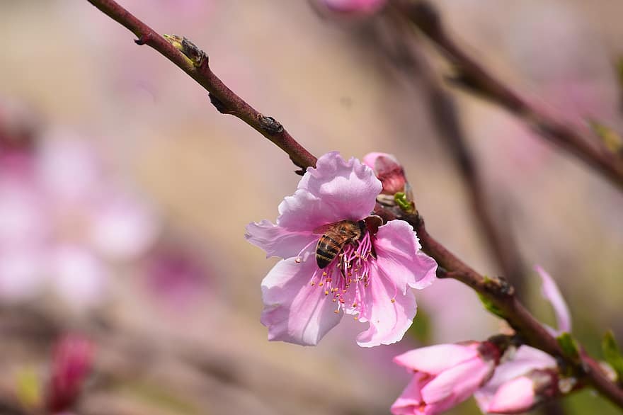 フラワーズ、蜂、花、自然、咲く、工場、ピンクの花びら、花粉、受粉、夏、フローラ