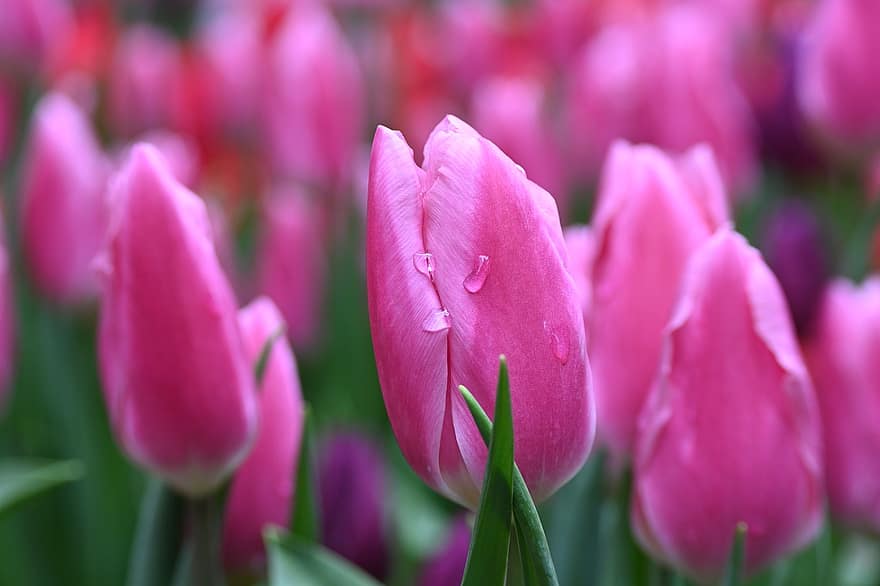 květiny, tulipány, růžové tulipány, růžové květy, zahrada, Příroda, tulipán, květ, rostlina, květu hlavy, jaro