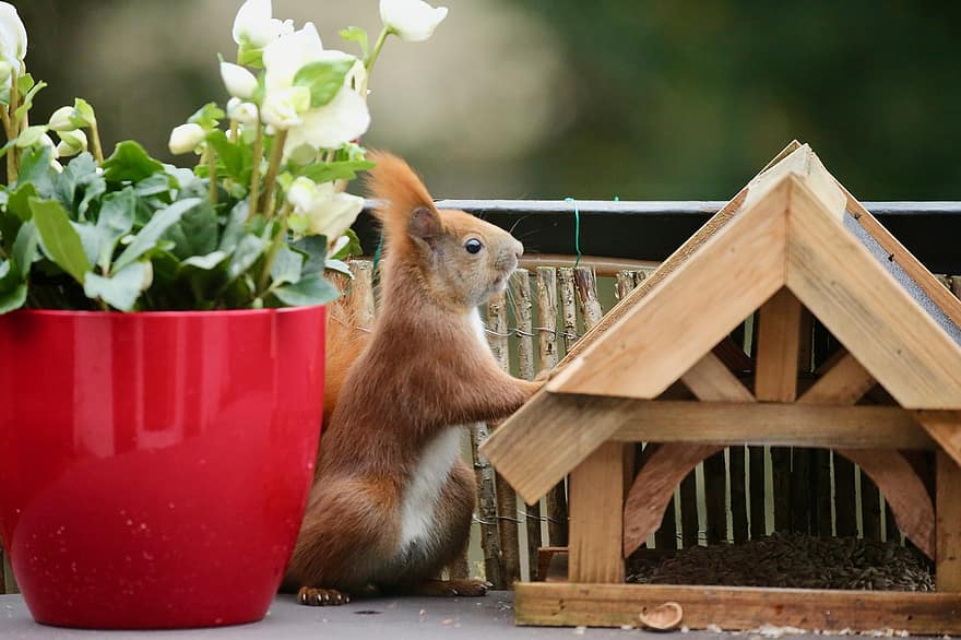 scoiattolo, animale, casa dello scoiattolo, cortile, giardino, roditore, mammifero, piccolo, carina