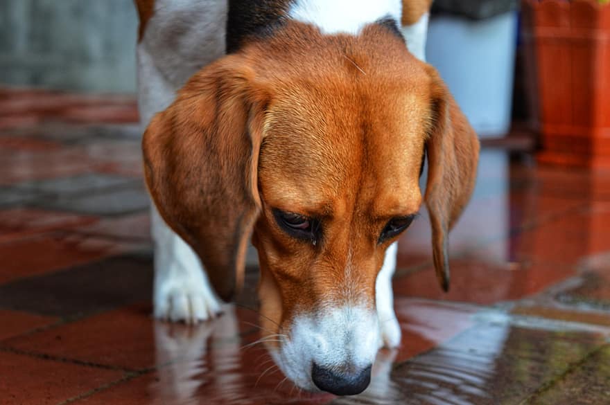 beagle, koira, lemmikki-, koiran-, eläin, turkis, kuono, nisäkäs, koiran muotokuva
