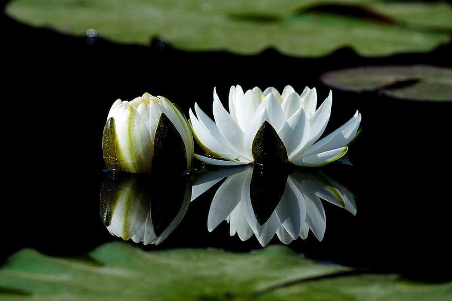 nénuphars, lotus, fleurs blanches, fleurs, plantes aquatiques, fleurs sauvages, République de Corée, étang, plante, feuille, fleur