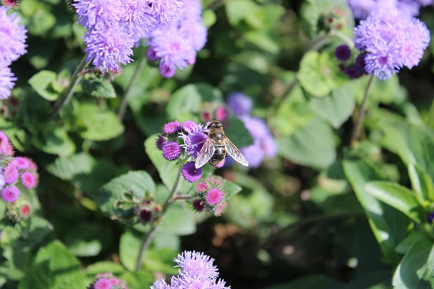 пчела, фиолетовые цветы, опыление, цветок, крупный план, завод, летом, насекомое, зеленого цвета, пурпурный, цвести