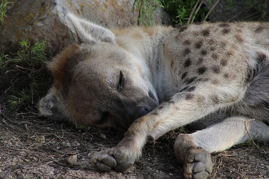 hyena, zvíře, spací, volně žijících živočichů, savec, spící, Příroda, zoo, Lipsko