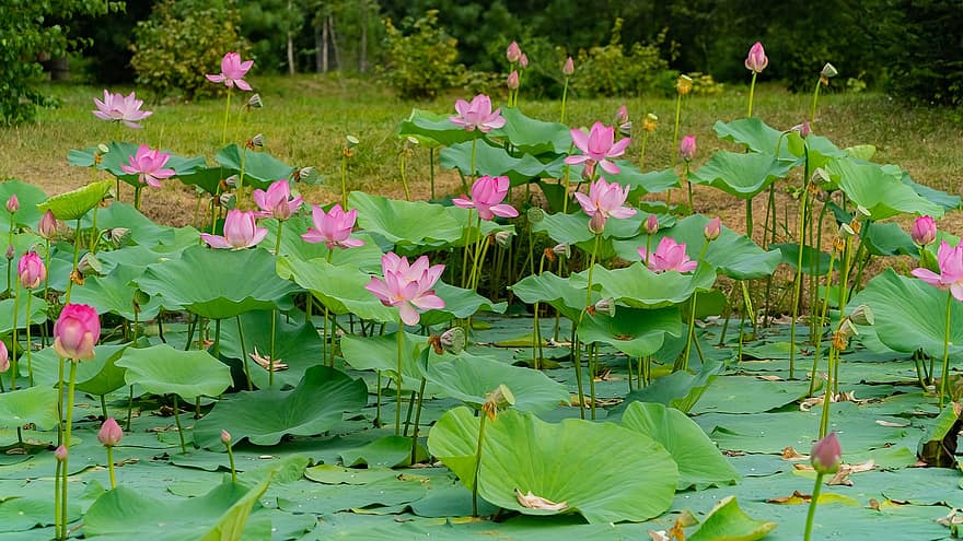 lotus, flori, plante, roz flori, nuferi, muguri, a inflori, plante acvatice, lotus frunze, lac
