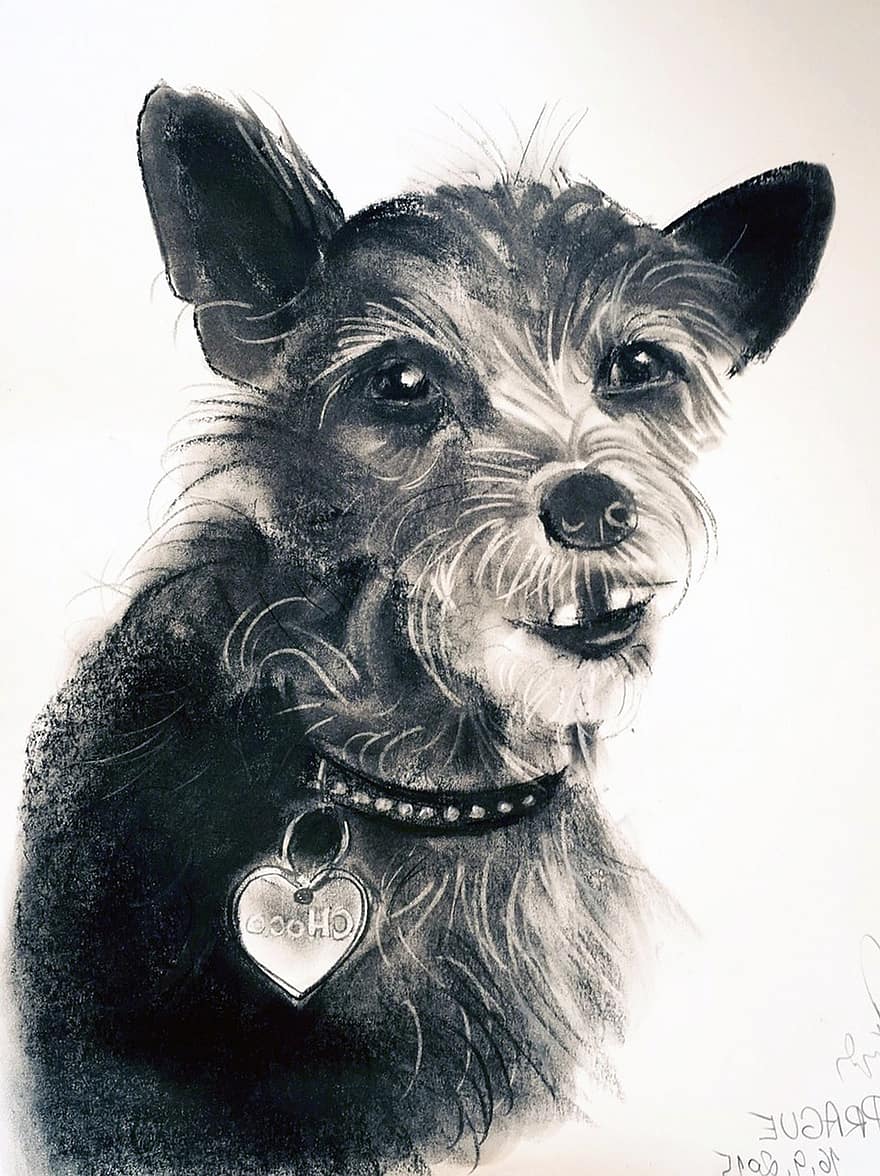 куче, чертеж, животно, домашен любимец, рисувана скица