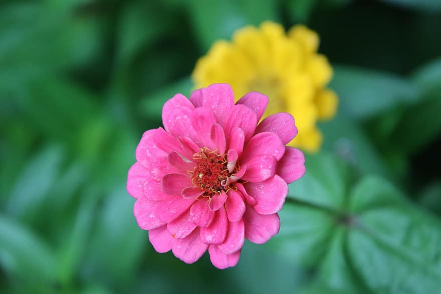 झिननिया, फूल, गुलाबी फूल