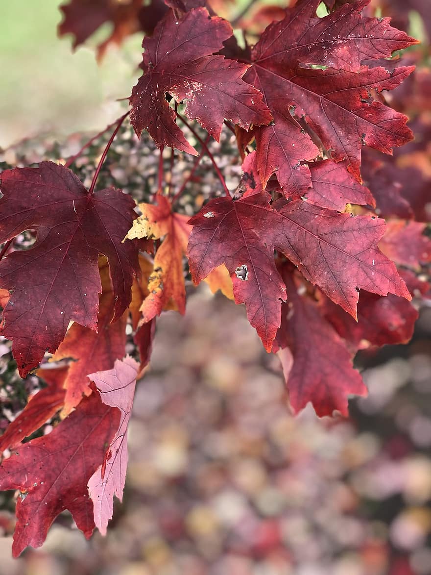 Leaves, Branch, Fall, Foliage, Red Leaves, Autumn, Tree, Plant, Nature, Bokeh, Closeup