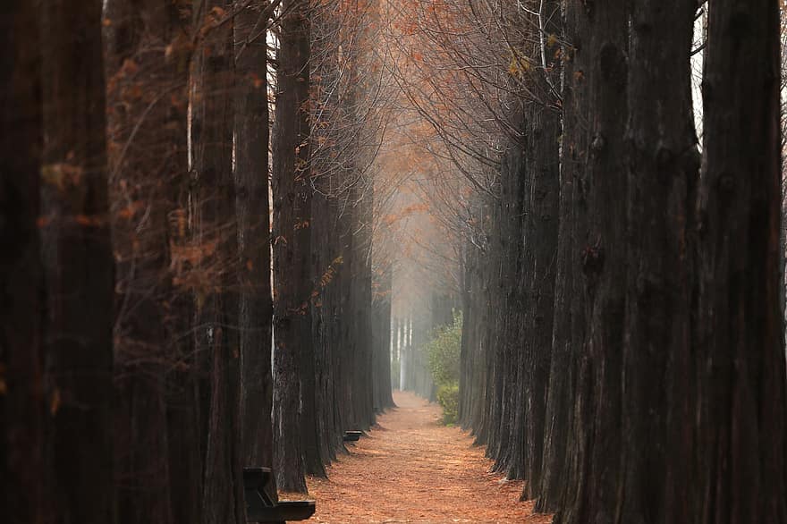 ochtend-, bomen, herfst, garosu-gil, seoel, Zuid-Korea, landschap, Bos, boom, blad, voetpad