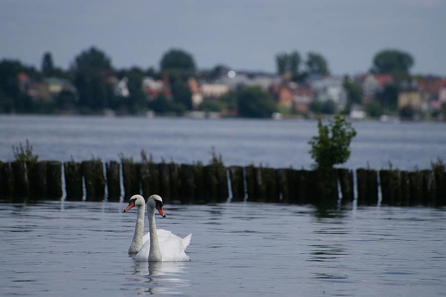 Swans, Couple, Lake, Landscape, Bollards, Müggelsee