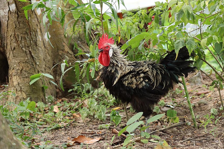 galinha, frango, pássaro, Kerala, pintinho, filhotes, aves domésticas, ovo, Fazenda, ninho, animal