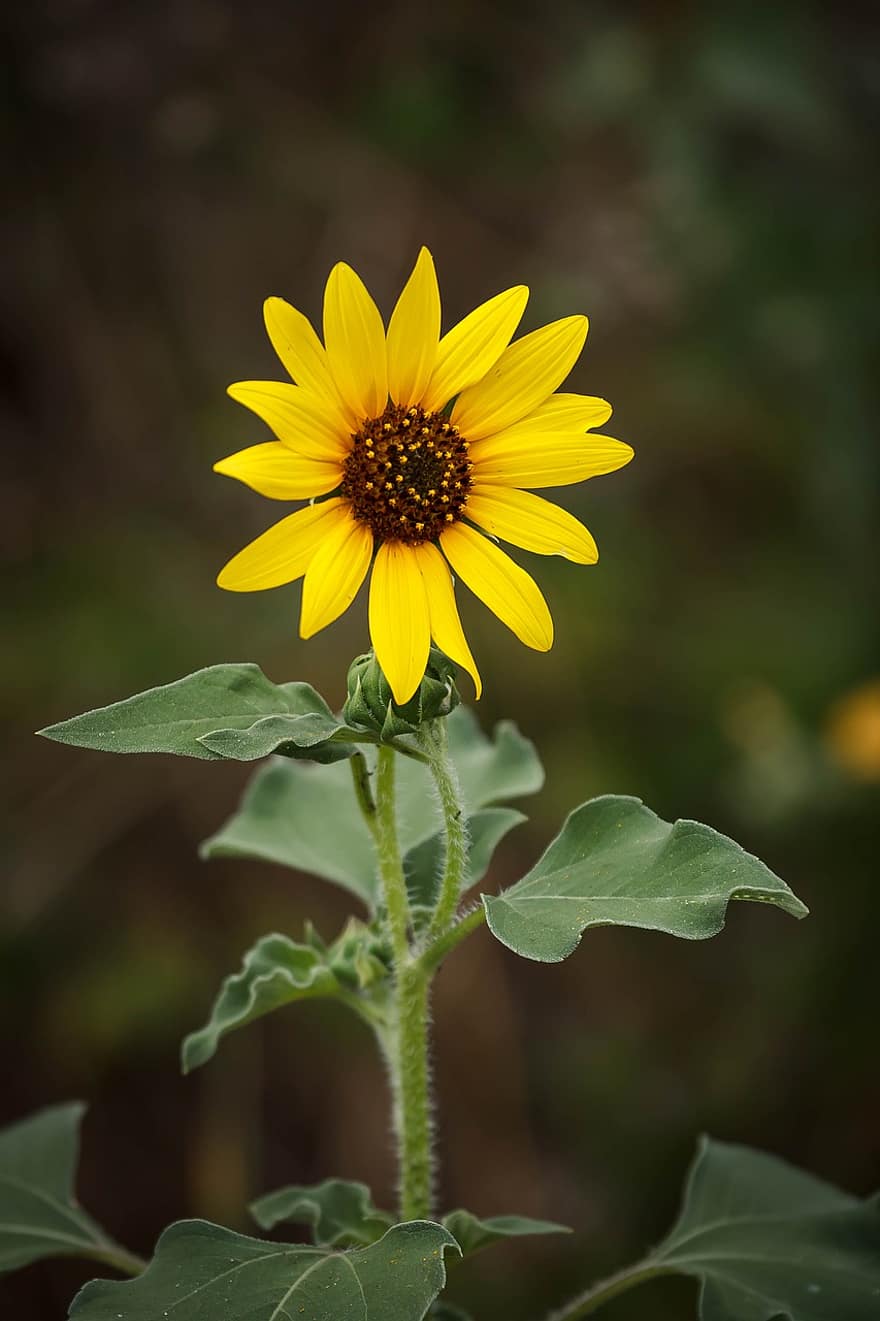 auringonkukka, kukka, kasvi, keltainen kukka, kukinta, puutarha, pysäköidä, luonto, kesä, texas State Park, lähikuva