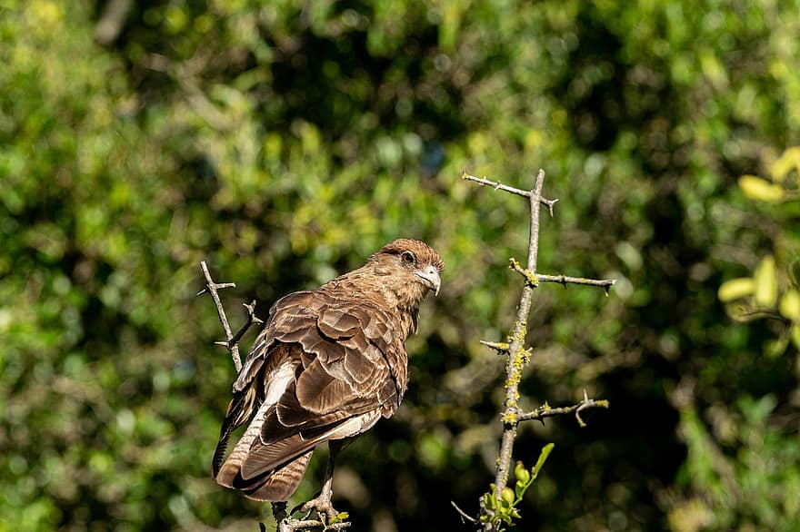 Chimango Caracara, ave de rapiña, pájaro, ornitología, paisaje, pico, pluma, animales en la naturaleza, halcón, de cerca, observación de aves