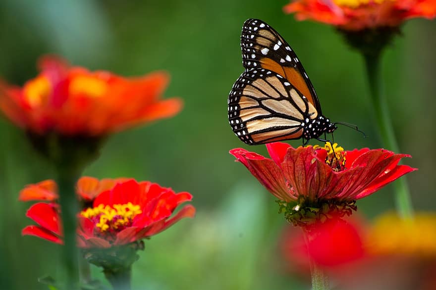 sommerfugl, blomster, insekter, kronblade, bestøvning, pollen