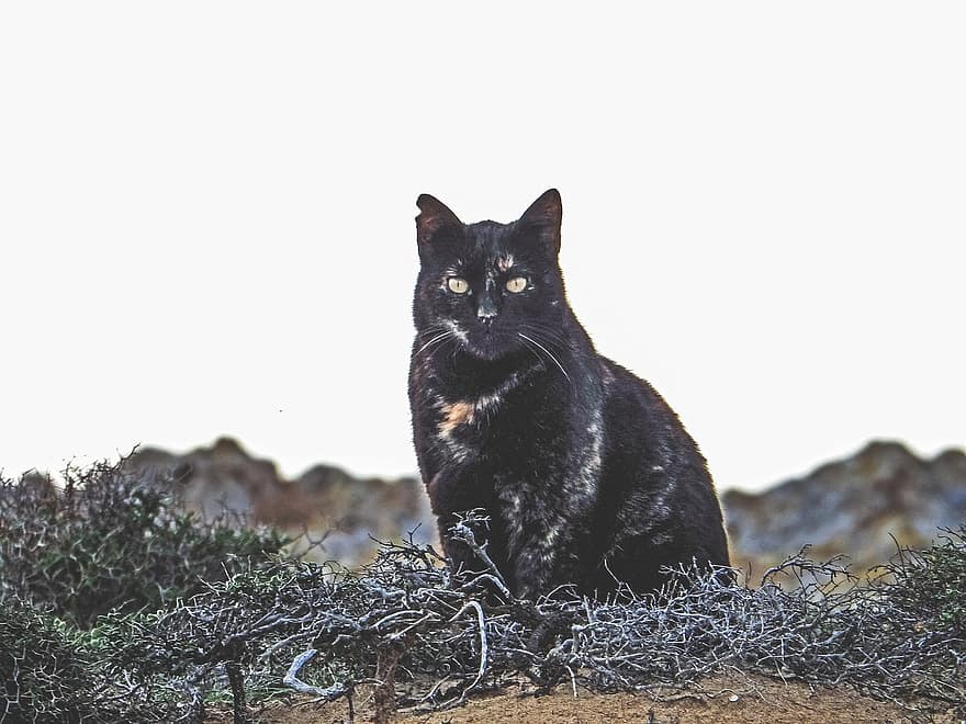 ζώο, Γάτα, περιπλανώμενος, σε εξωτερικό χώρο, μαύρη γάτα, θηλαστικό ζώο