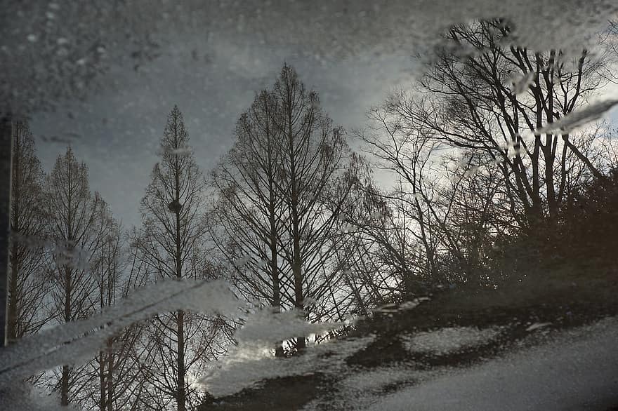 bosc, Arbres reflectits a l'aigua, vespre, misteri, Seül, gran parc, arbre, neu, hivern, paisatge, temporada