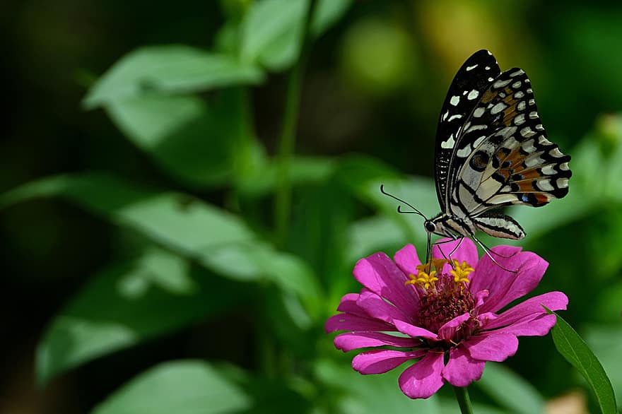 Kalk Schmetterling, Schmetterling, Blume, Zinnie, Schwalbenschwanz-Schmetterling, Insekt, Flügel, Zinnia elegans, Pflanze, Nahansicht, Sommer-