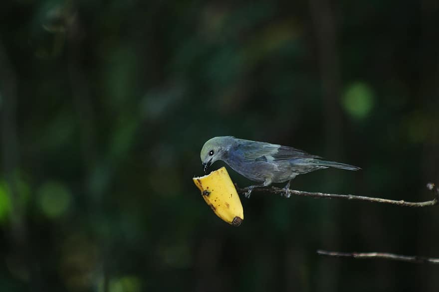 Modrošedý Tanager, pták, banán, ovoce, jídlo, zvíře, peří, zobák, posazený, Příroda, Pírko