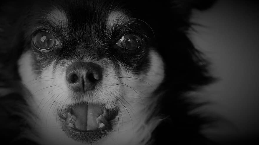 chihuahua, perro pequeño, mascota, en blanco y negro, animal, canino