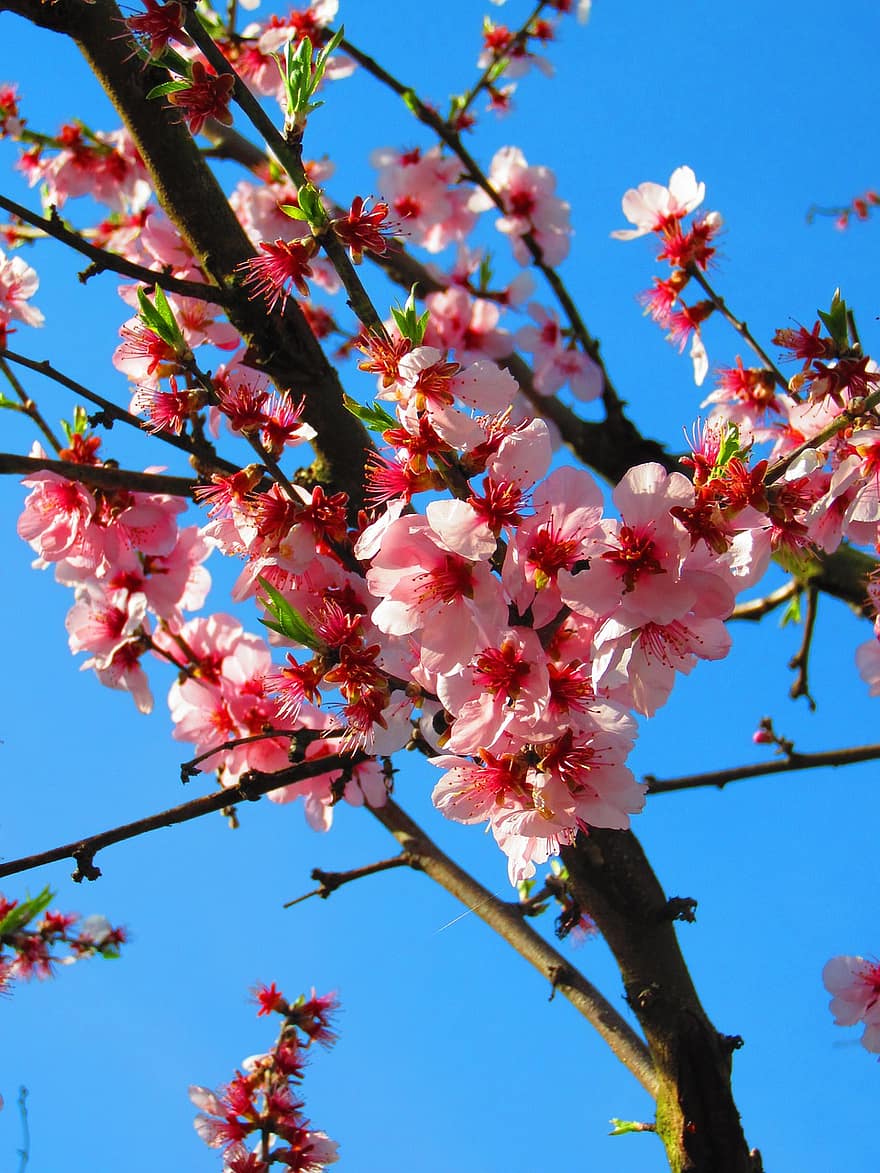 ciliegia, fiori, albero, fiori di ciliegio, fiori rosa, rami, fioritura, primavera, natura