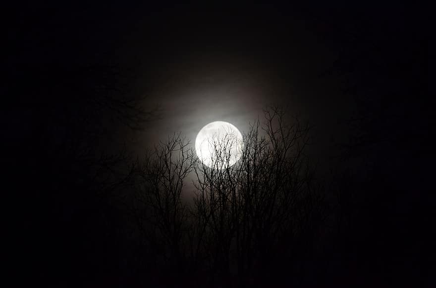 Luna, bosque, noche, luz de la luna, Luna llena, cielo, arboles, silueta, oscuro, escalofriante, árbol