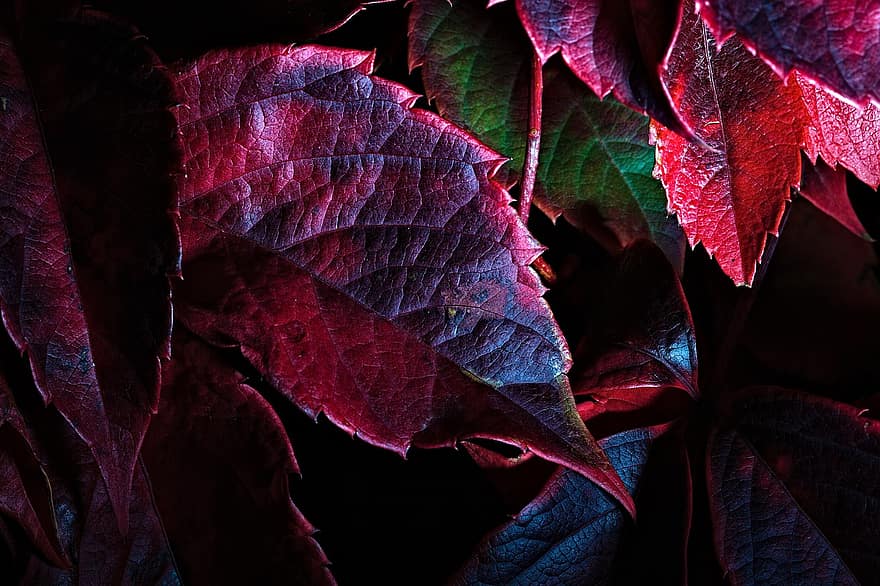 Amerikāņu vīnogulājs, sarkanas lapas, zaļumi, rudenī, kritums, rudens sezona, raksturs
