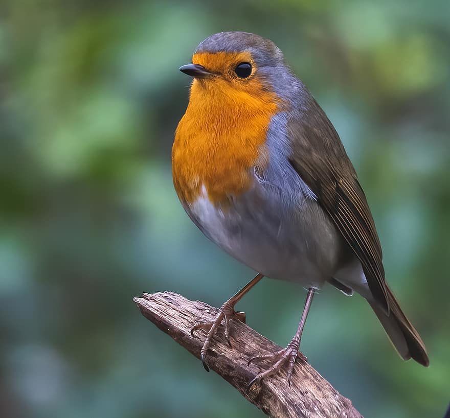 Robin Redbreast, oiseau, animal, robin, passereaux, faune, plumage, branche, perché, la nature, l'observation des oiseaux