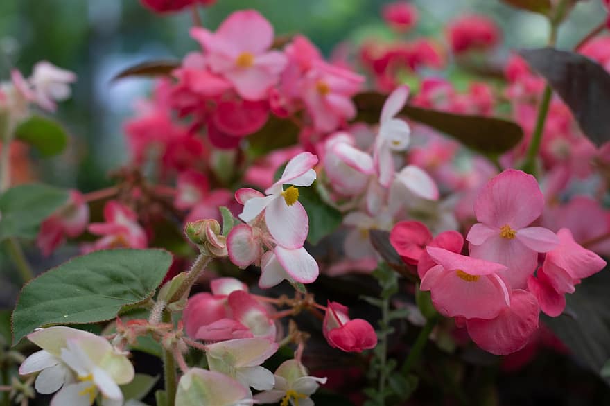 бегонія, троянда, білий, Рожевий навколо країв, цвітіння, сад, пелюстки, балкон рослин