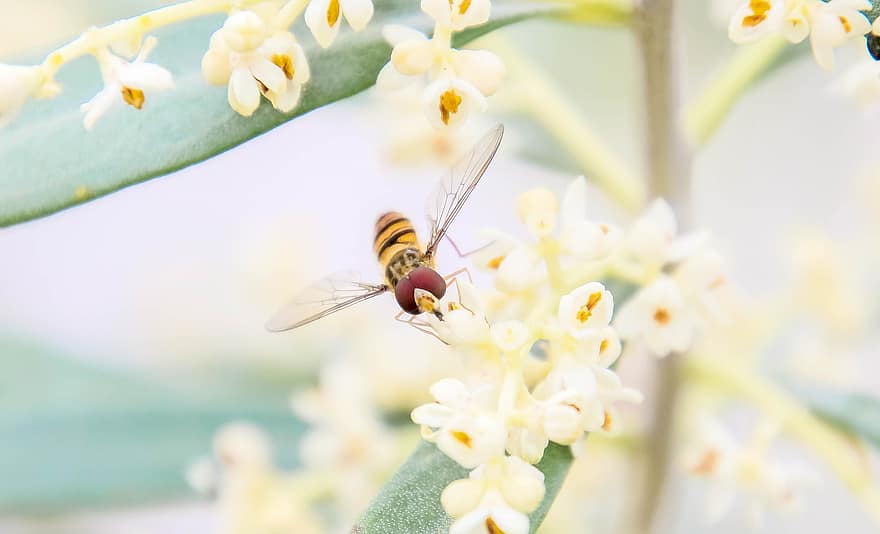 insekt, hoverfly, blommor, pollinera, pollinering, vingar, vingad insekt, Hymenoptera, små blommor, närbild, flora