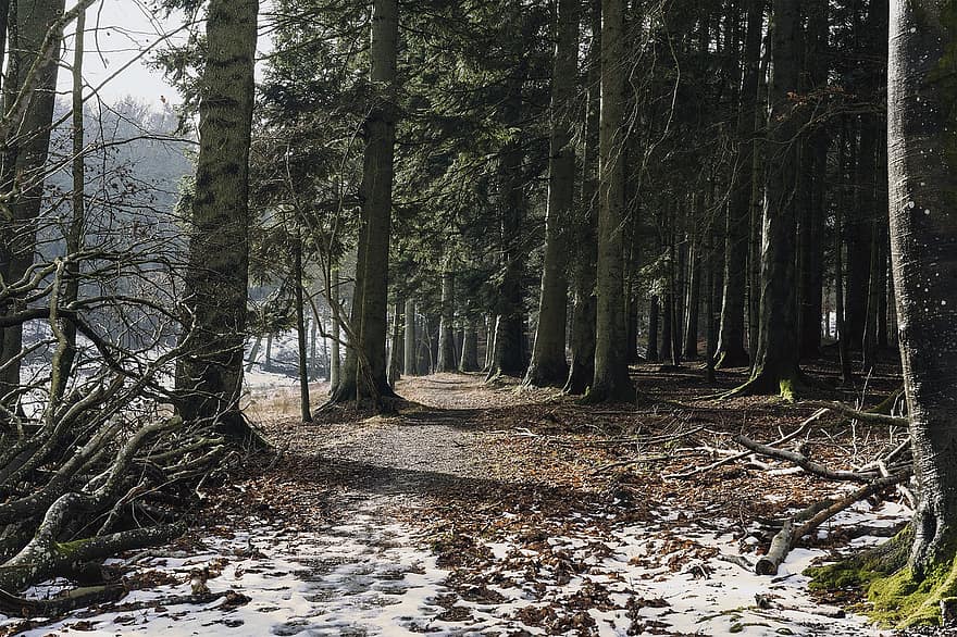 горски път, сняг, дървета, път, пътека, гори, храсталак, зима, горска пътека, природен път, природна пътека
