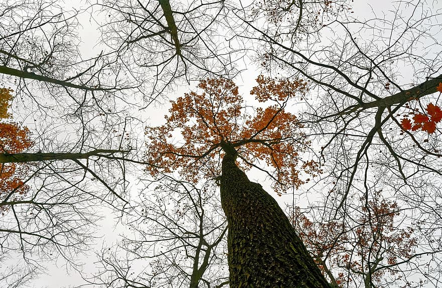 木、背が高い、森林、秋、ローアングルビュー、枝、トランクス、黄色の葉、錆びている