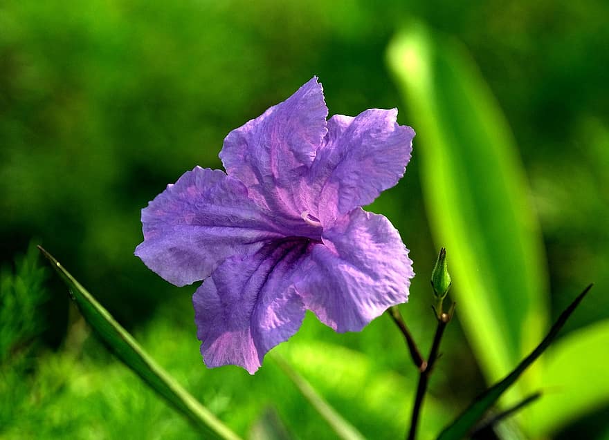 Руелія, квітка, пурпурна квітка, пелюстки, фіолетові пелюстки, цвітіння, флора