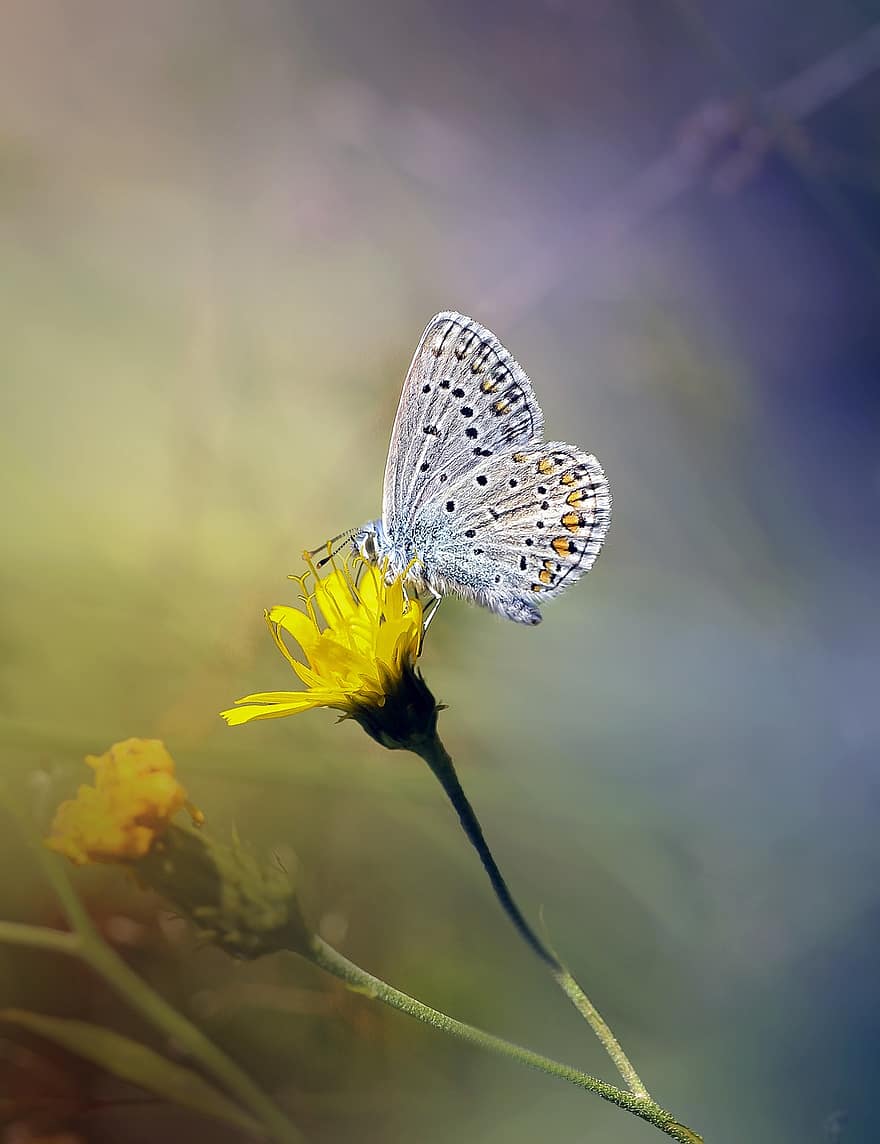 sommerfugl, icarus, almindelig blå sommerfugl, insekt, bestøvning, blomst, natur, lepidoptera