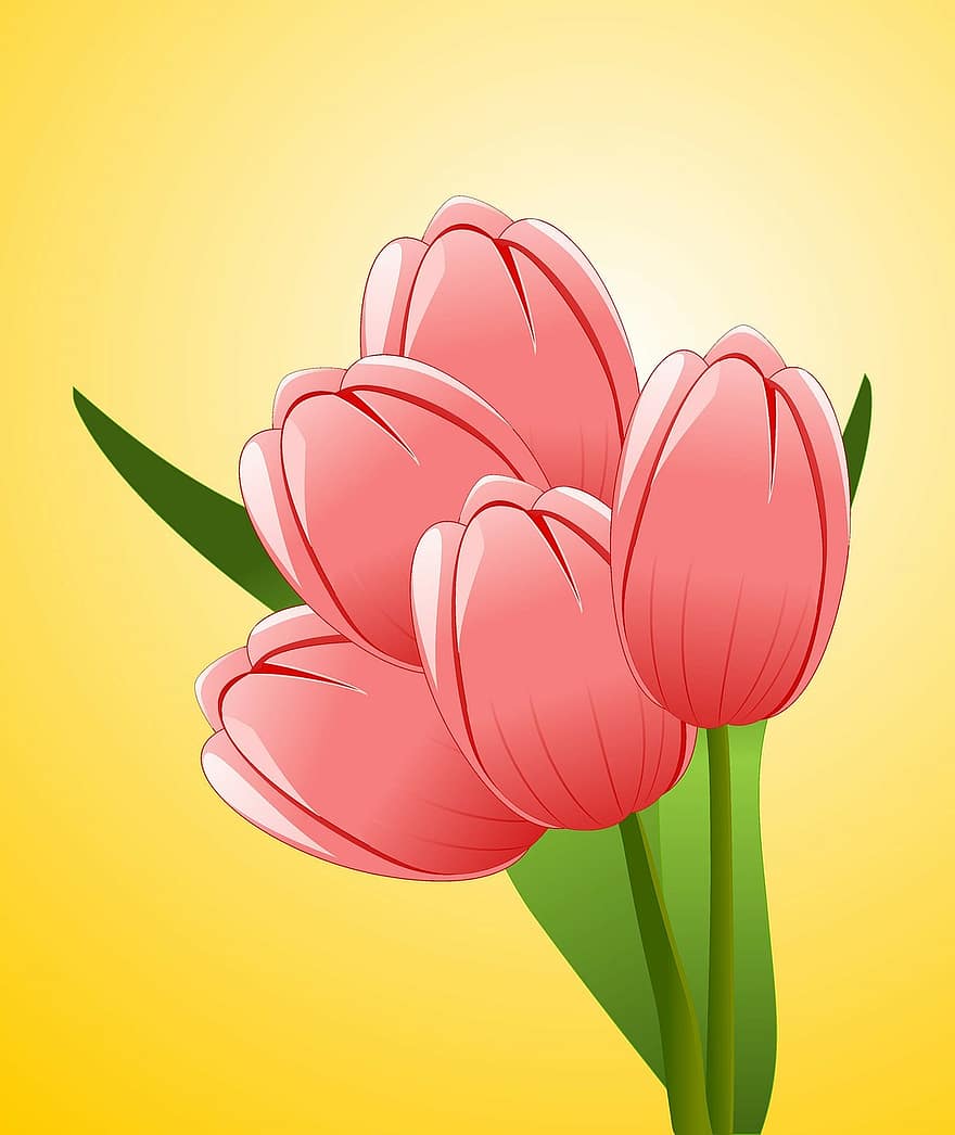 Tulips, Flowers, Bouquet, Celebration, Congratulations, Floral, Plant, Natural, Blossom, Bloom, Petal
