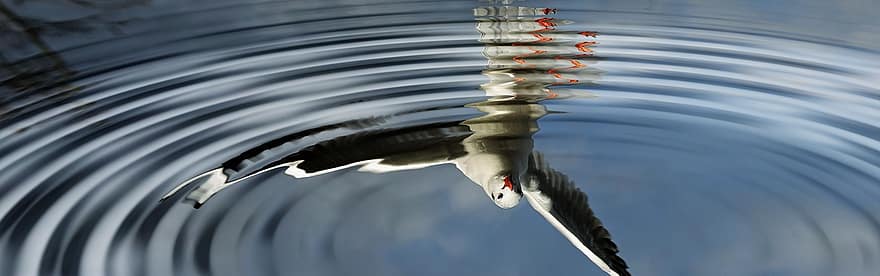Birds, Water, Mirroring, Wave, Mirror Image, Flying, Seagull, Sky, Plumage, dom, Water Bird