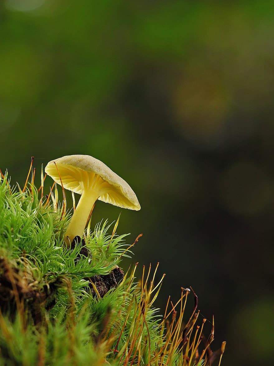 гриб, мох, дисковий грибок