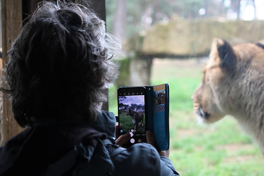 mężczyzna, smartfon, safari, lwica, ogród zoologiczny, aparat smartphone, fotografia smartfona, iPhone, robienie zdjęć, robić zdjęcie