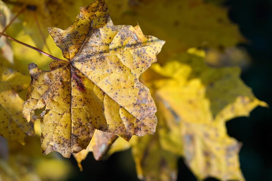 jesień, klon, odchodzi, listowie, jesienne liście, sezon jesienny, spadek liści