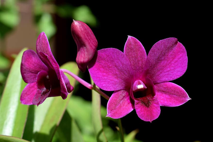 orchidee, lilla, fiori, primavera, pianta, viola, natura, giardino, fioritura, floreale